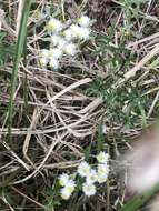 Image of Mount Yushan Pearly Everlasting