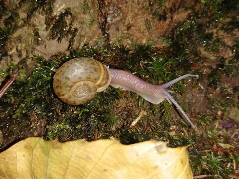 Image of Quimper Snail