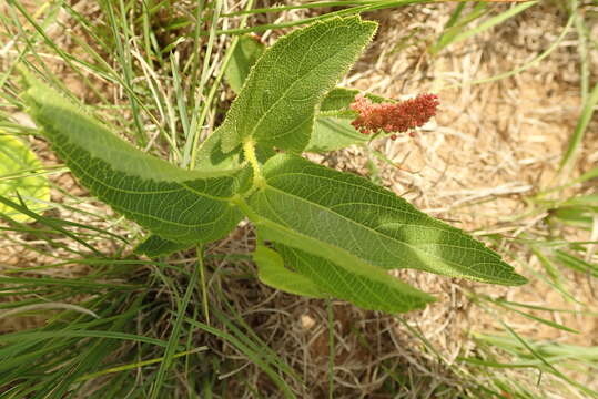 Image de Acalypha depressinervia (Kuntze) K. Schum.