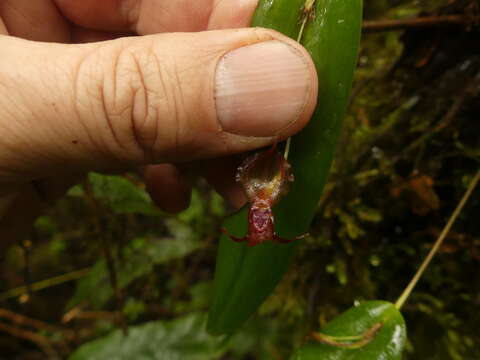 Image de Pleurothallis macra Lindl.