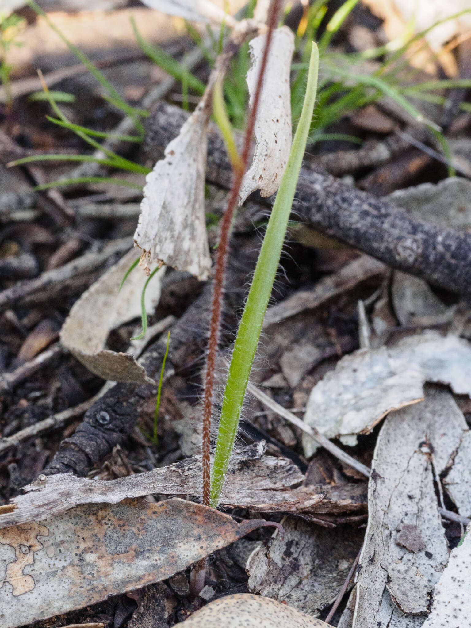 Image of Daddy-long-legs