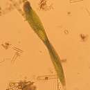 Image of Lepocinclis helicoidea (Bernard) M. S. Bennett & R. E. Triemer 2012