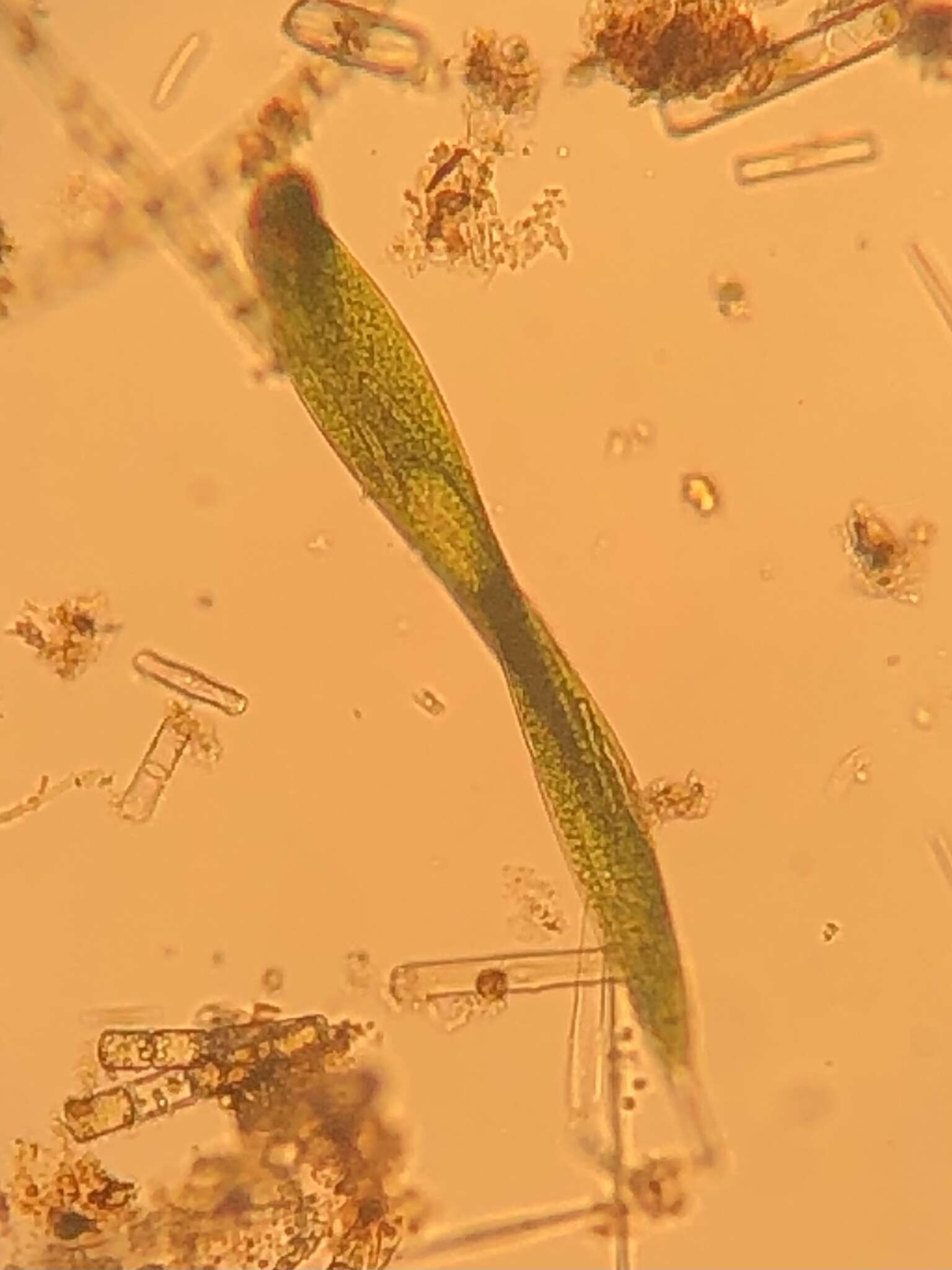 Image of Lepocinclis helicoidea (Bernard) M. S. Bennett & R. E. Triemer 2012