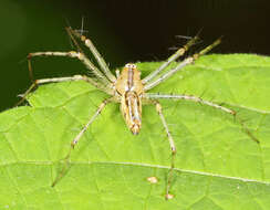 Image of Peucetia rubrolineata Keyserling 1877