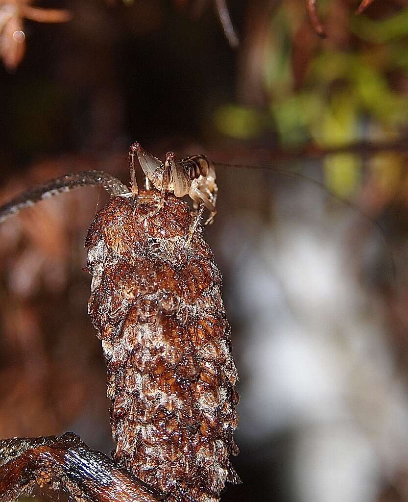 Image of Hemiandrus maia Taylor Smith, Morgan-Richards & Trewick 2013