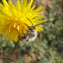 Image of Eucera nigrilabris Lepeletier 1841