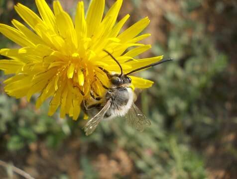 Image of Eucera nigrilabris Lepeletier 1841