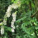 Image of <i>Wisteria floribunda</i> var. <i>alba</i> DC.