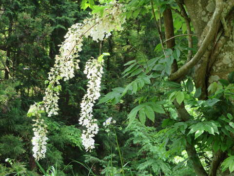 Plancia ëd <i>Wisteria floribunda</i> var. <i>alba</i> DC.