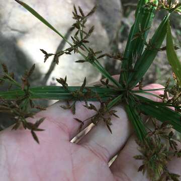 Image of Dwarf Umbrella Grass