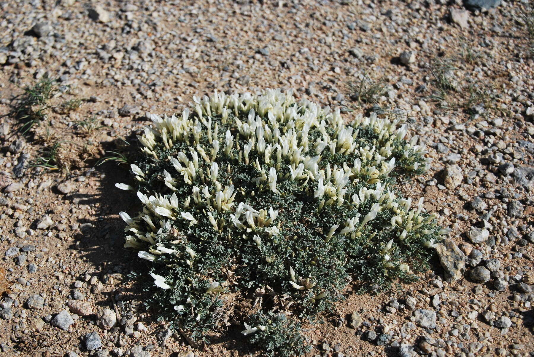 Image of Astragalus brevifolius Ledeb.