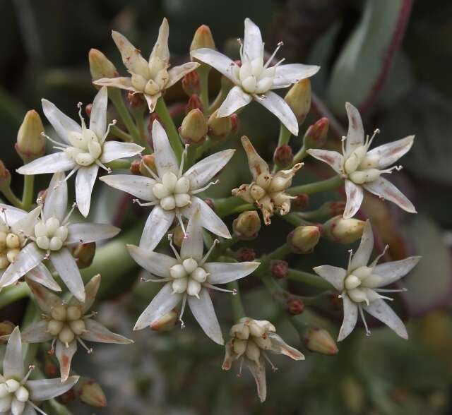 Image of Crassula arborescens subsp. arborescens