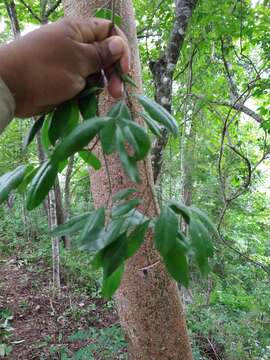 Image of Agonandra racemosa (DC.) Standl.