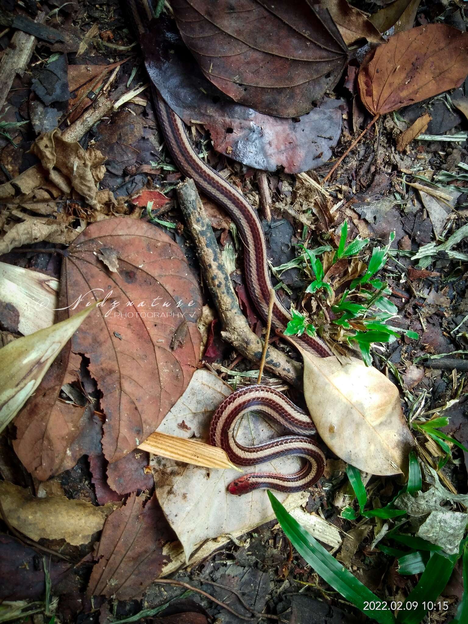 صورة Calliophis nigrotaeniatus (Peters 1863)