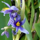 Image de Dianella congesta R. Br.