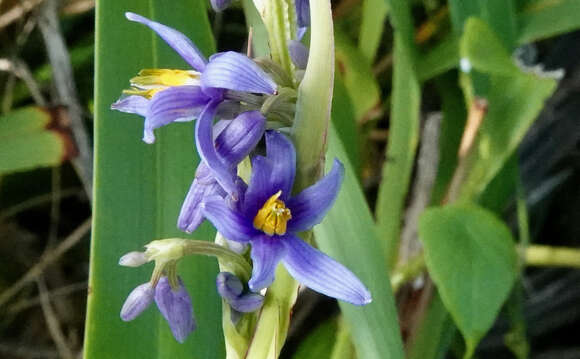 Image of Dianella congesta R. Br.