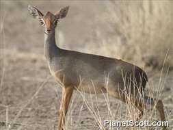 Image of Salt's Dikdik