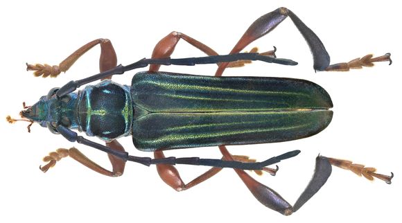 Image of <i>Gauresthes malayanus</i> Hayashi 1985