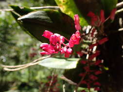 Image of Comparettia rubriflora (Senghas) M. W. Chase & N. H. Williams