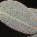 صورة Pomaria melanosticta S. Schauer