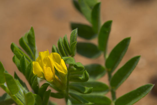Image of yellow bird's-foot