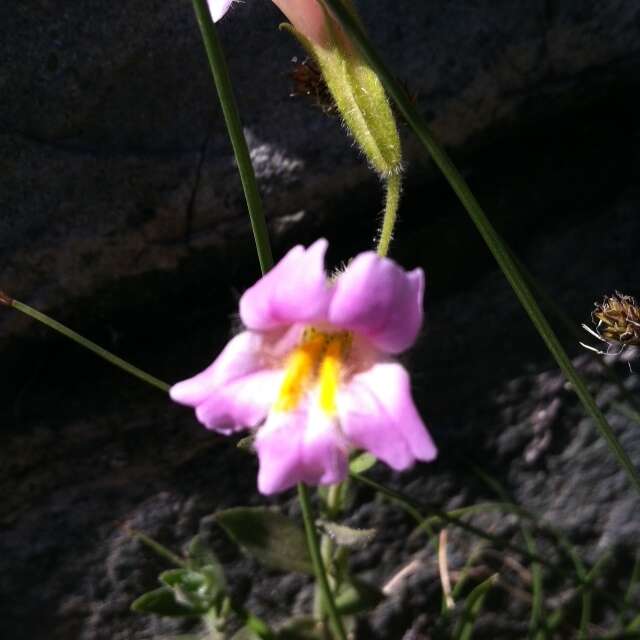 Image of Erythranthe erubescens G. L. Nesom