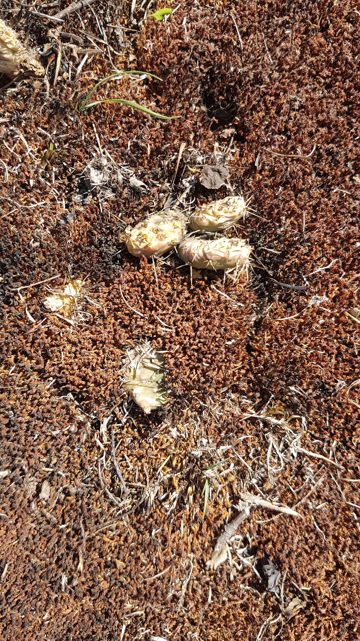 Image of Brittle Cactus