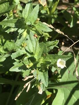 Image of Gratiola pedunculata R. Br.