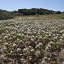 Image of <i>Trifolium cherleri</i> L.