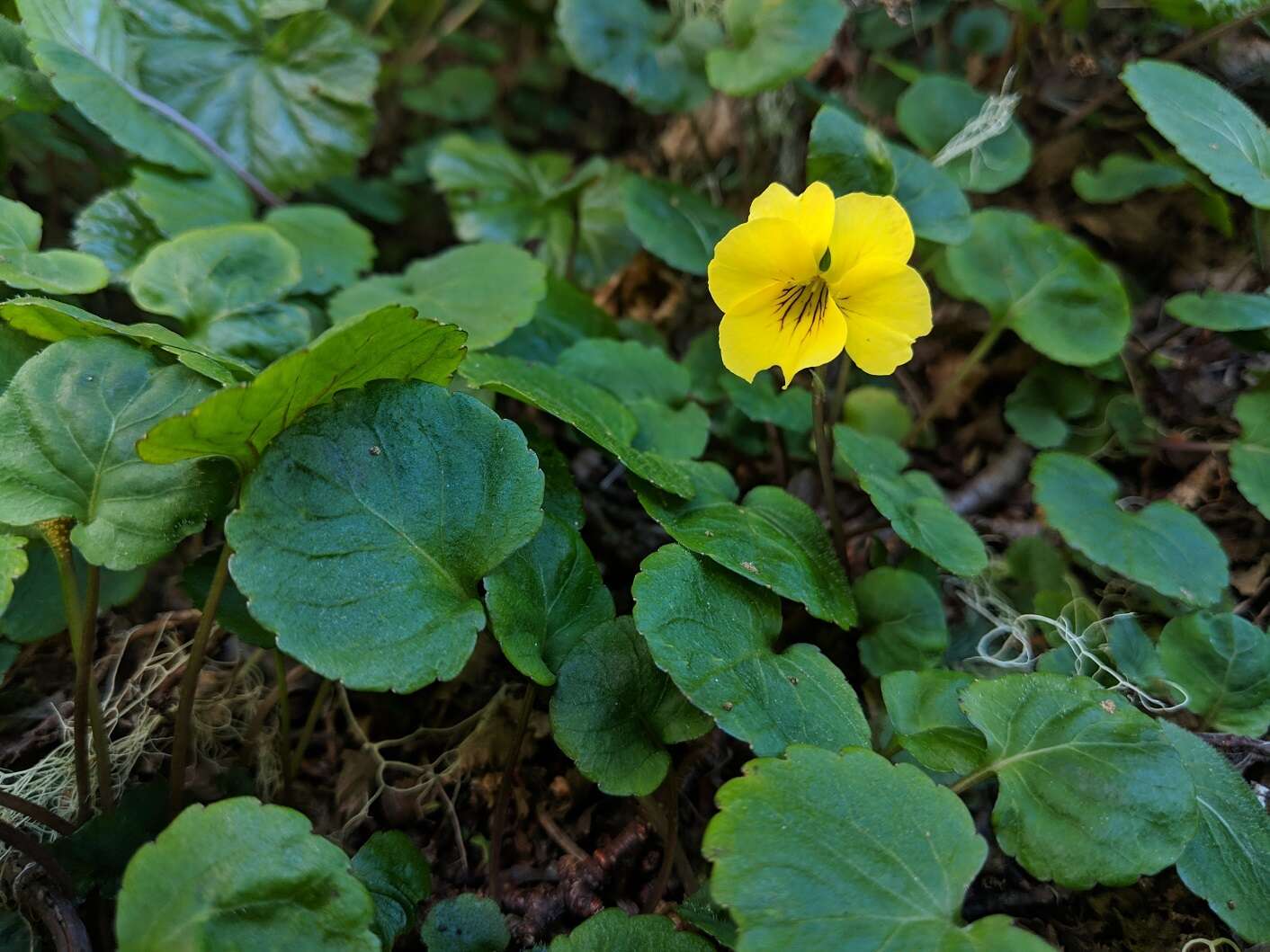 Image of Chilean yellow violet