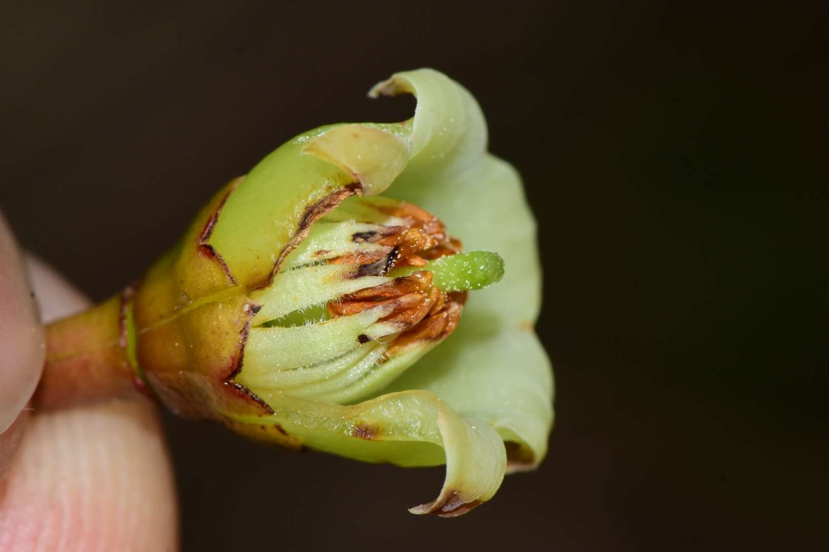 Symphysia racemosa (Vahl) Stearn resmi