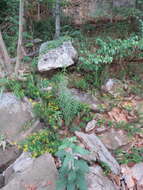 Image of rock goldenrod