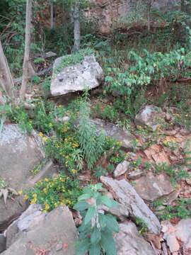 Image of rock goldenrod