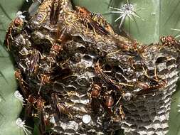 Image of Polistes veracrucis Richards 1978