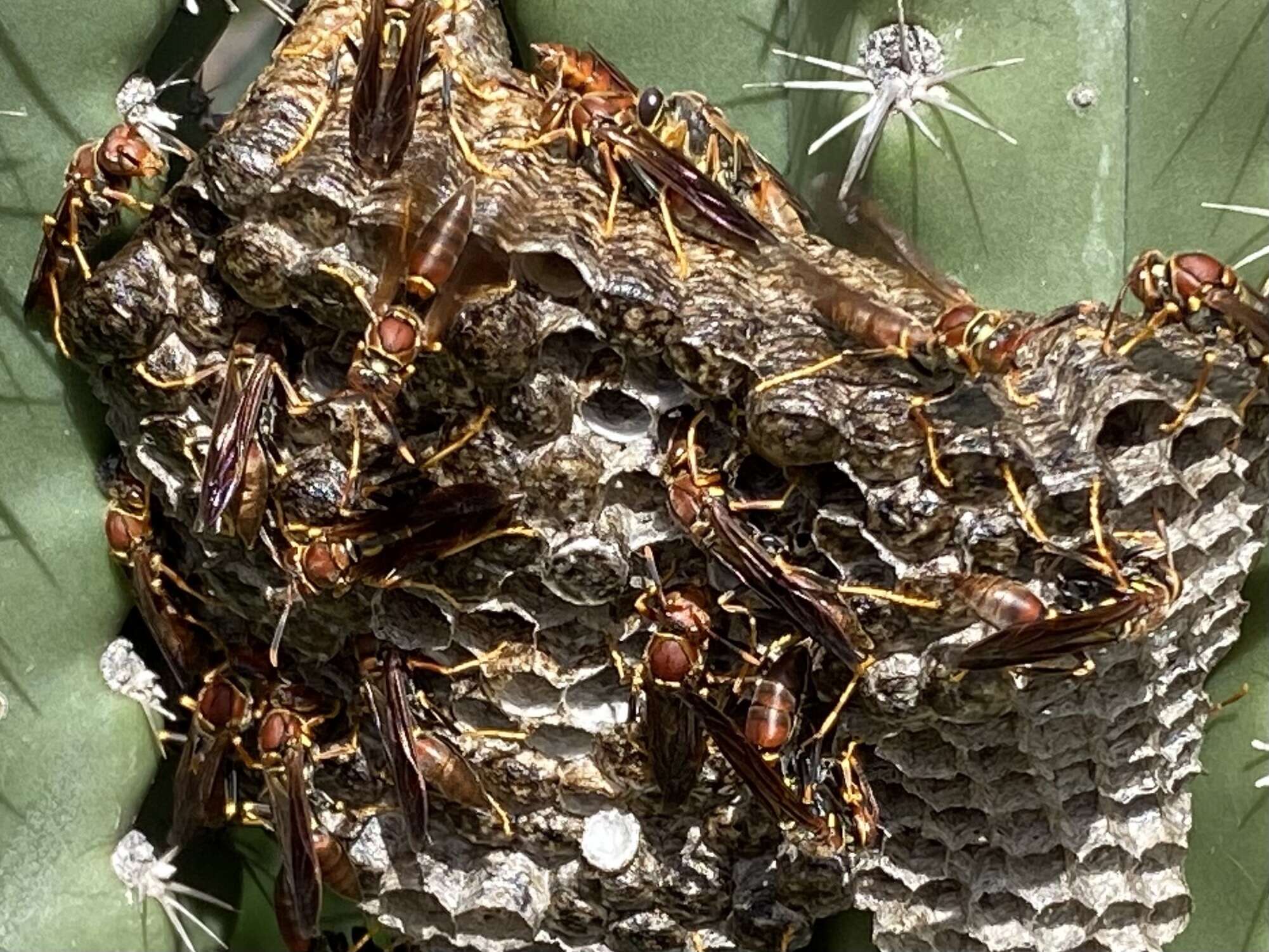 Image of Polistes veracrucis Richards 1978