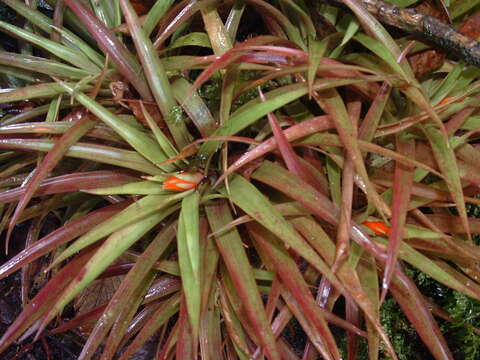 Image of tufted airplant