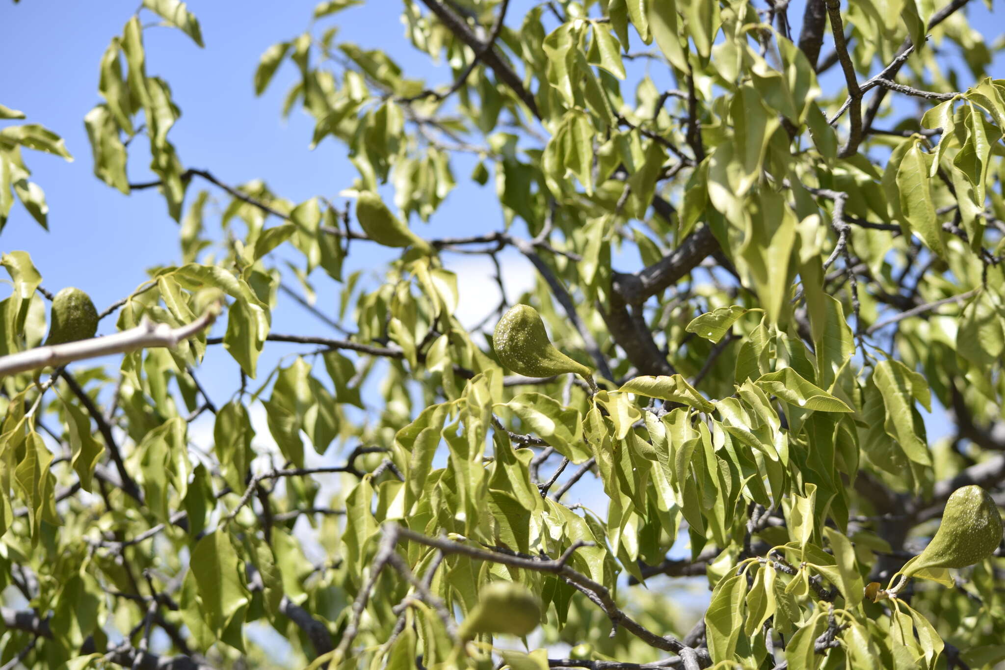 Imagem de Aspidosperma pyrifolium Mart.