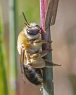 Image of Caupolicana electa (Cresson 1878)