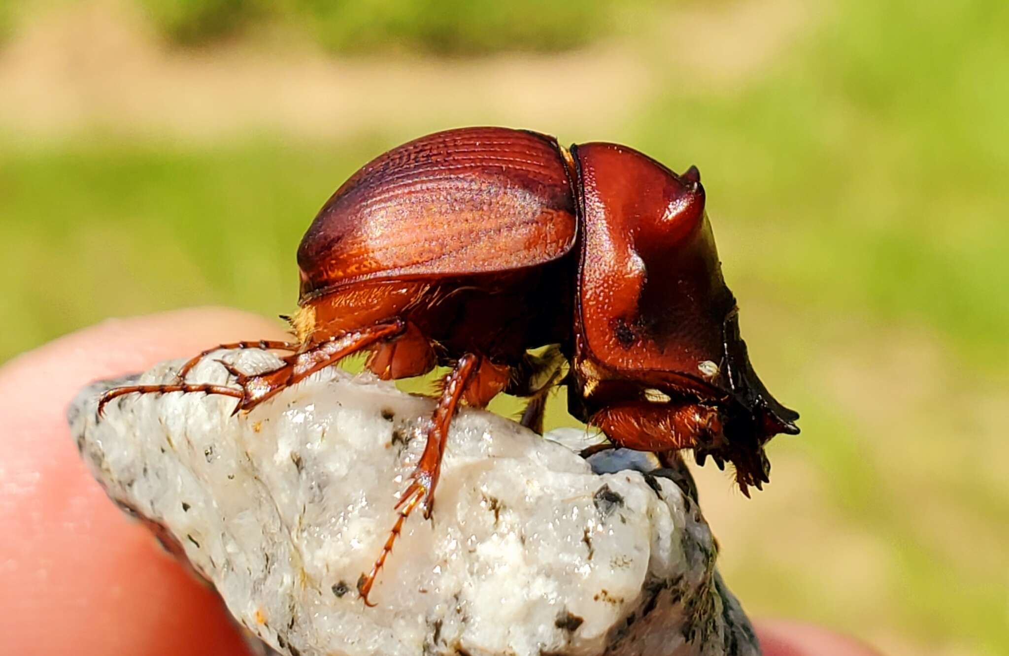 Plancia ëd Bradycinetulus ferrugineus (Palisot de Beauvois 1805)