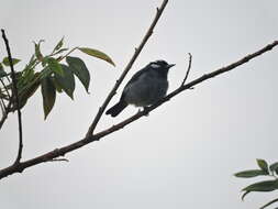 Image of White-eared Conebill