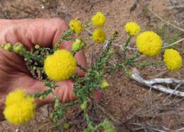 Слика од Chrysocoma strigosa E. Bayer