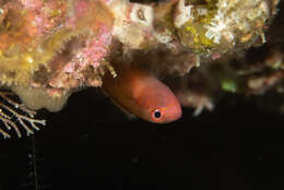 Image of Yellow-red pygmygoby