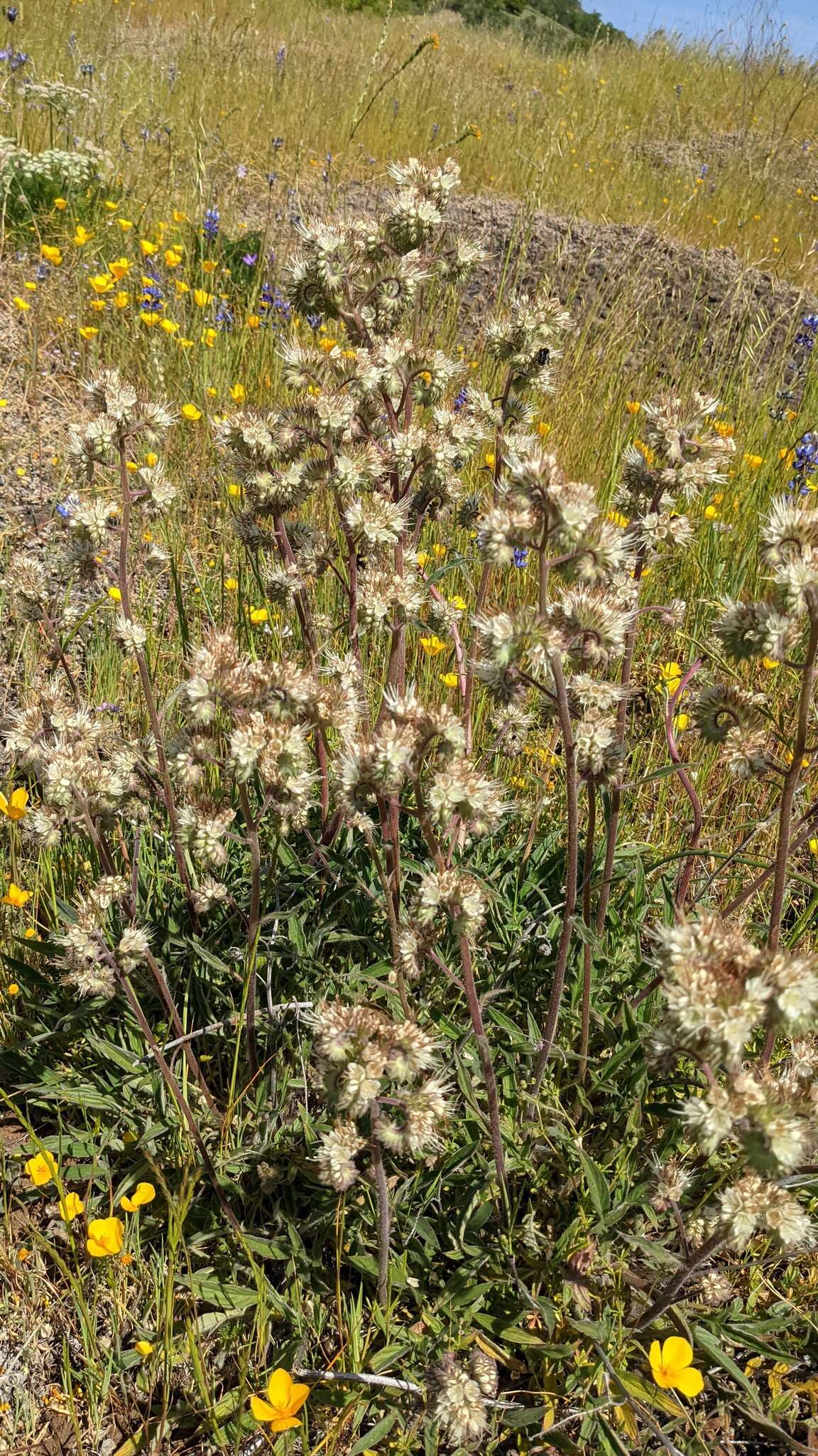 Image of Kaweah River phacelia