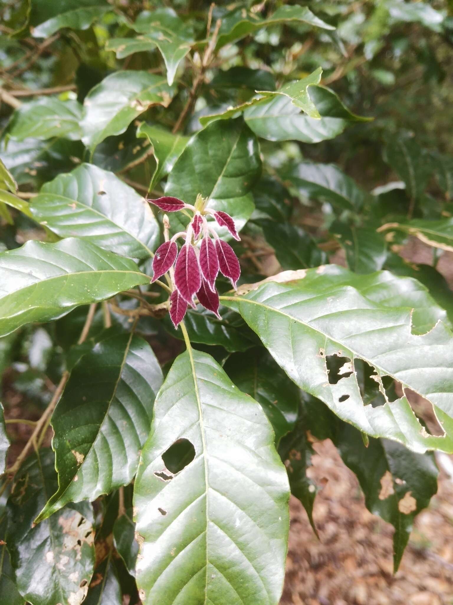 Lithocarpus corneus (Lour.) Rehder的圖片