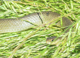 Image of Coluber constrictor flaviventris Say ex James 1823
