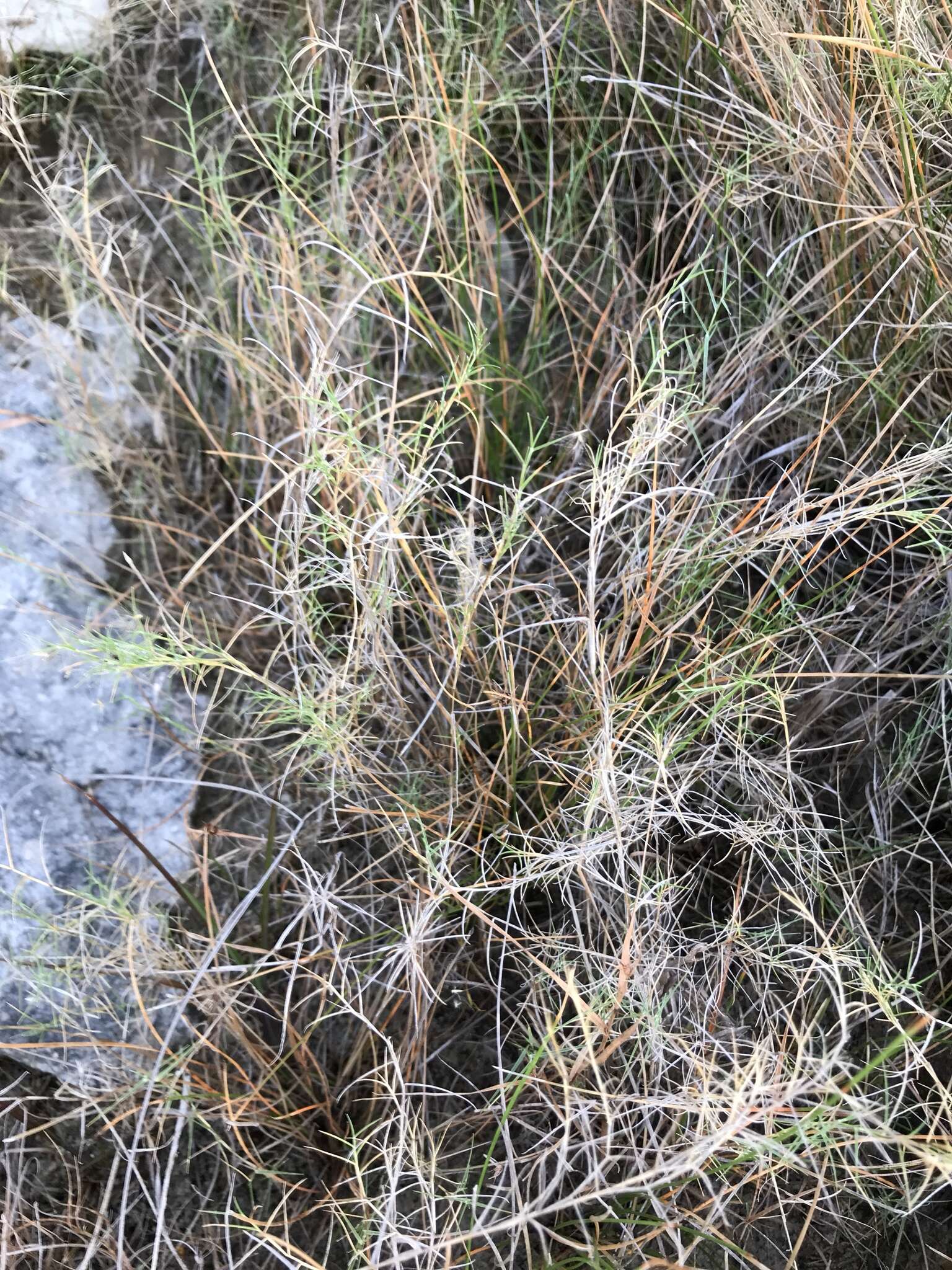 Image de Muhlenbergia utilis (Torr.) Hitchc.