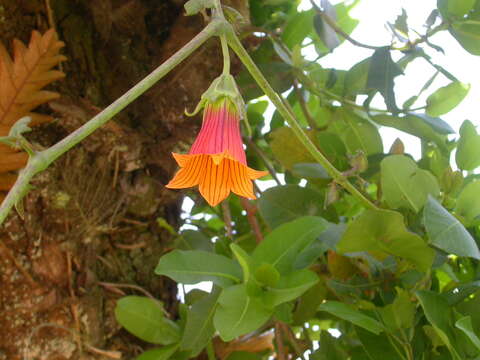 Image de Canarina eminii Asch. & Schweinf.