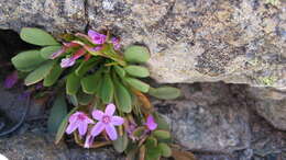 Image of alpine springbeauty