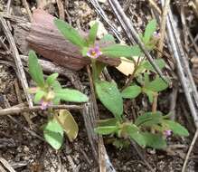 Image of Brewer's Monkey-Flower