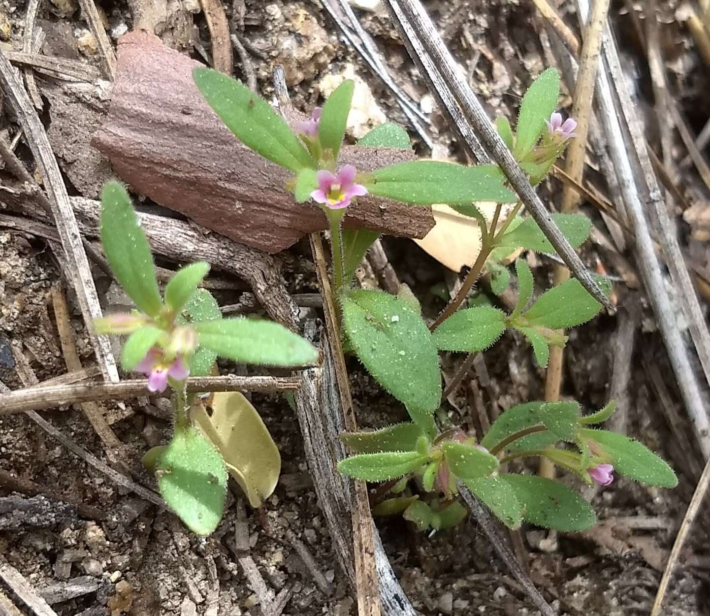 Image of Brewer's Monkey-Flower